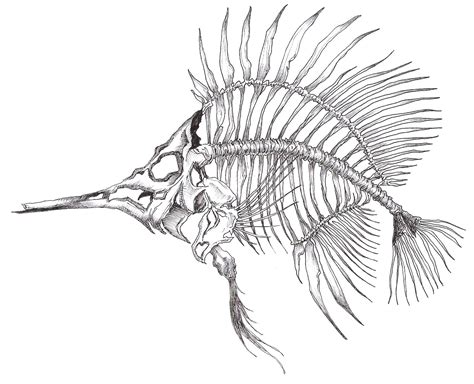fish skeleton drawing|Skeleton Fish Drawing at GetDrawings .